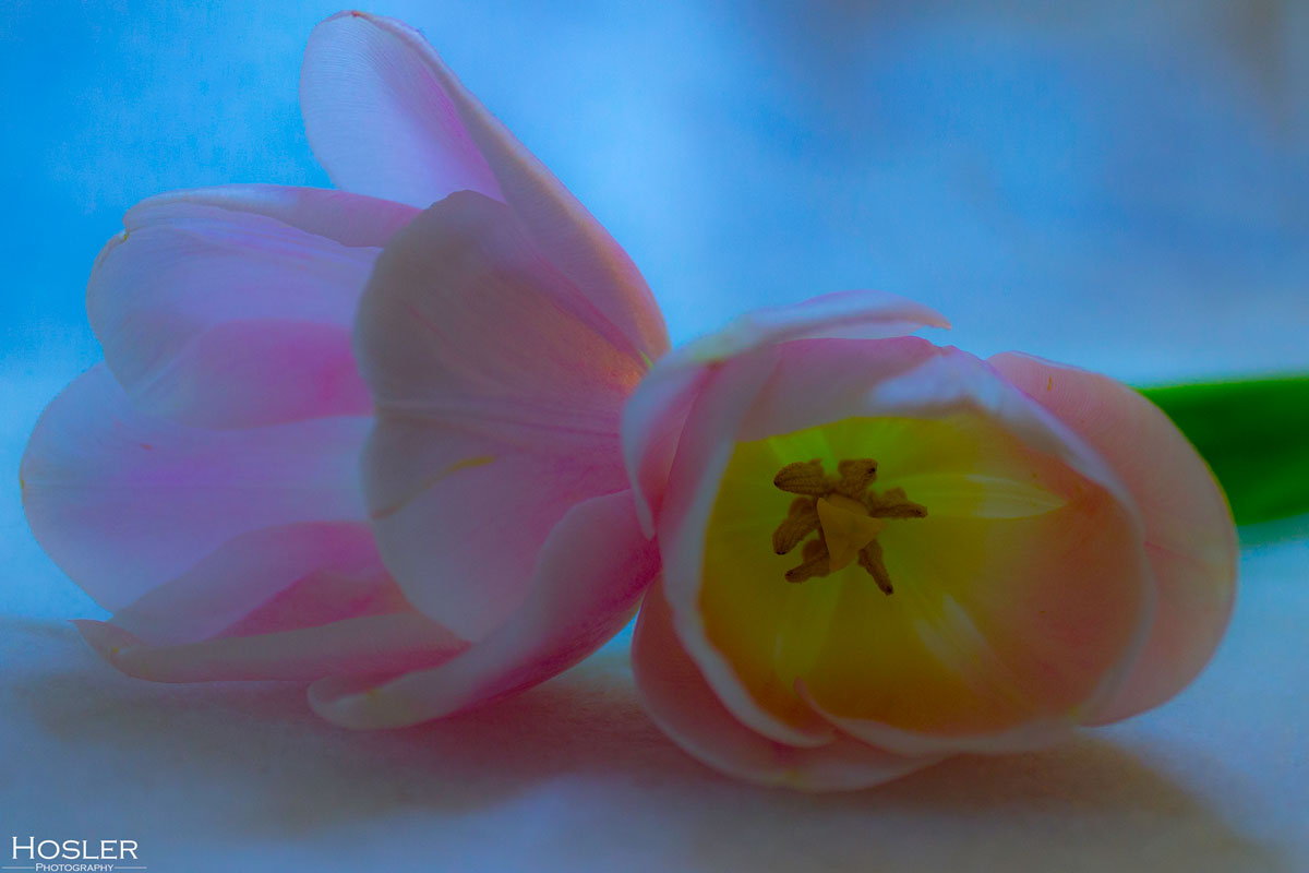 2018-April-16---Tulip-2